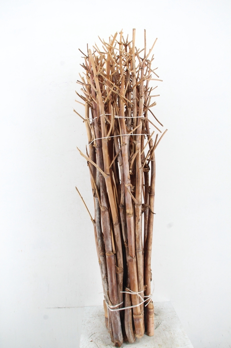 <h4>DF Ferule Kapstok</h4>