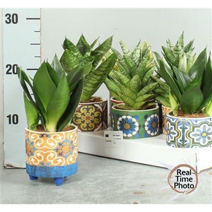 Sansev Trifascia Mix Ceramic
