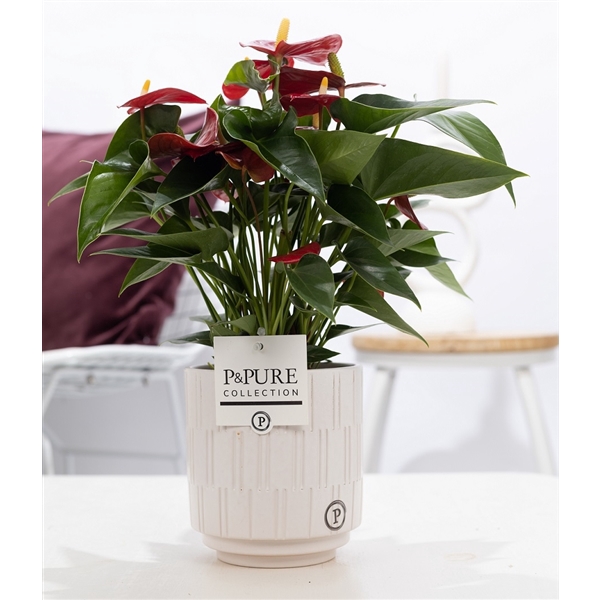 <h4>Anthurium red (Micra) in P&PURE Tess 2 cer. white</h4>