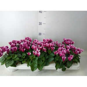 Cyclamen KL 'Snowridge Mini'