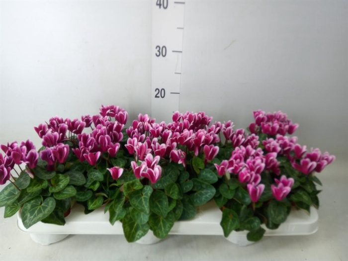 <h4>Cyclamen KL 'Snowridge Mini'</h4>