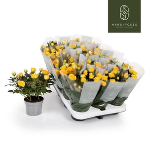 Rosa  'Limbo Kordana'