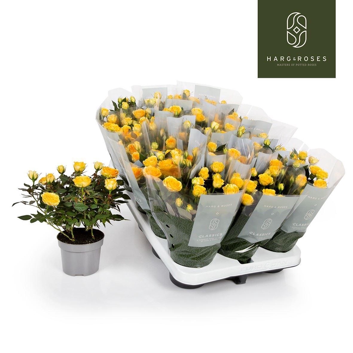 <h4>Rosa  'Limbo Kordana'</h4>