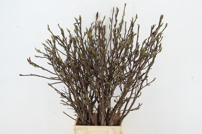 <h4>MAGNOLIA SUSAN PER STEM 100CM</h4>