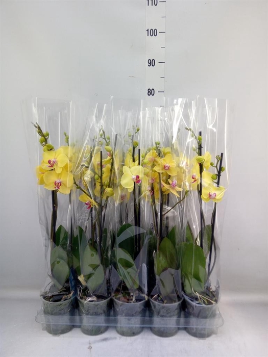 <h4>Phalaenopsis   ...</h4>