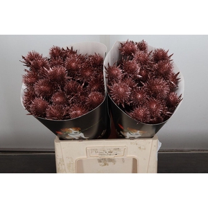 Snijgroen Eryn A Ov Klb H