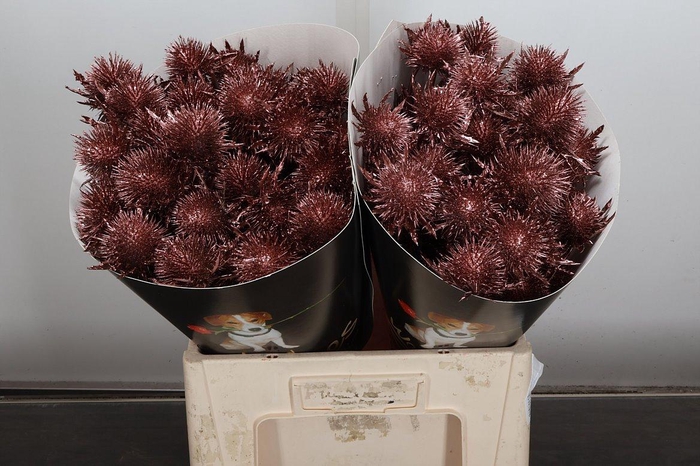 <h4>Snijgroen Eryn A Ov Klb H</h4>