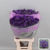 Limonium Navy Sun Birds