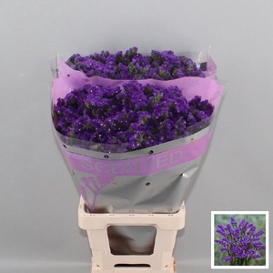 Limonium sinuatum Navy Sun Birds