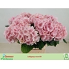 Hydrangea lollipop pink