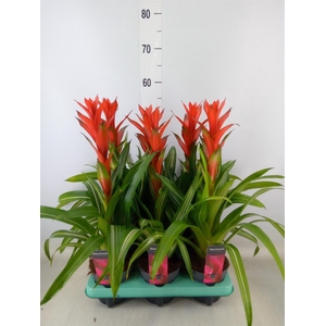 Guzmania   ...