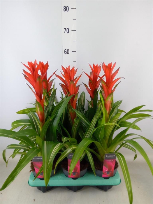 <h4>Guzmania ...</h4>