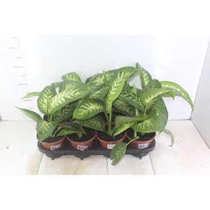 DIEFFENBACHIA TROPIC SNOW P15