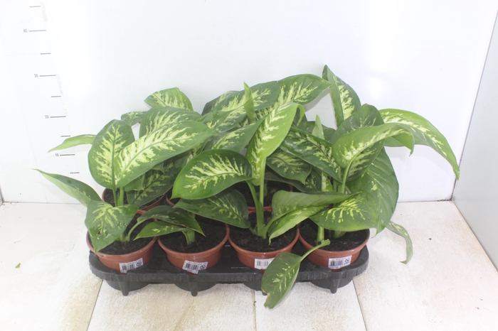 <h4>DIEFFENBACHIA TROPIC SNOW P15</h4>