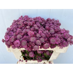 Astrantia Purple Sensation