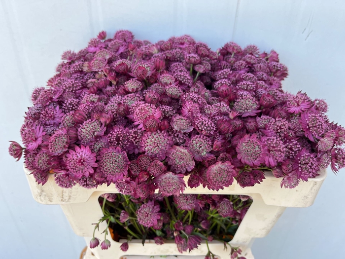 <h4>Astrantia Purple Sensation</h4>