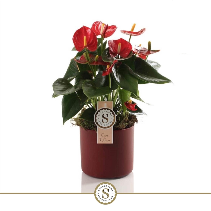 Bari Keramiek Red - Red Champion 12cm