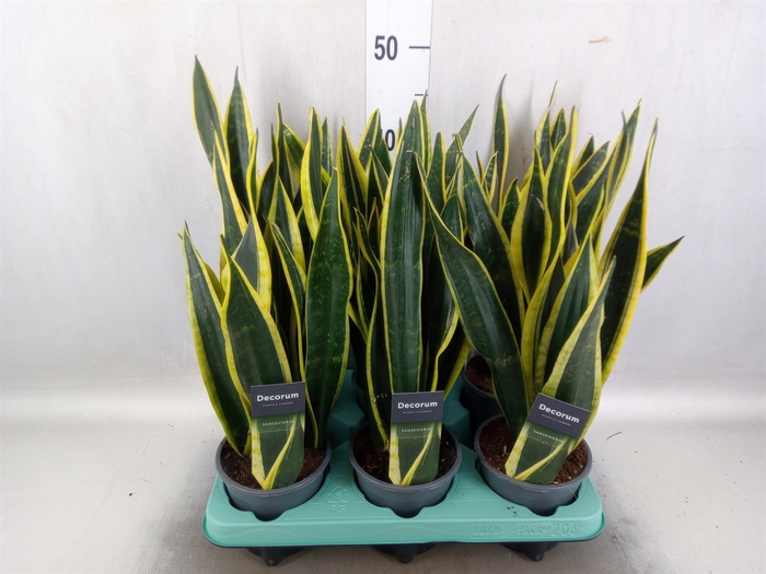 <h4>Sansevieria trifa. 'Black Gold'</h4>