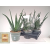 arr8 Aloe Vera