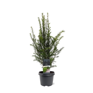 Taxus baccata