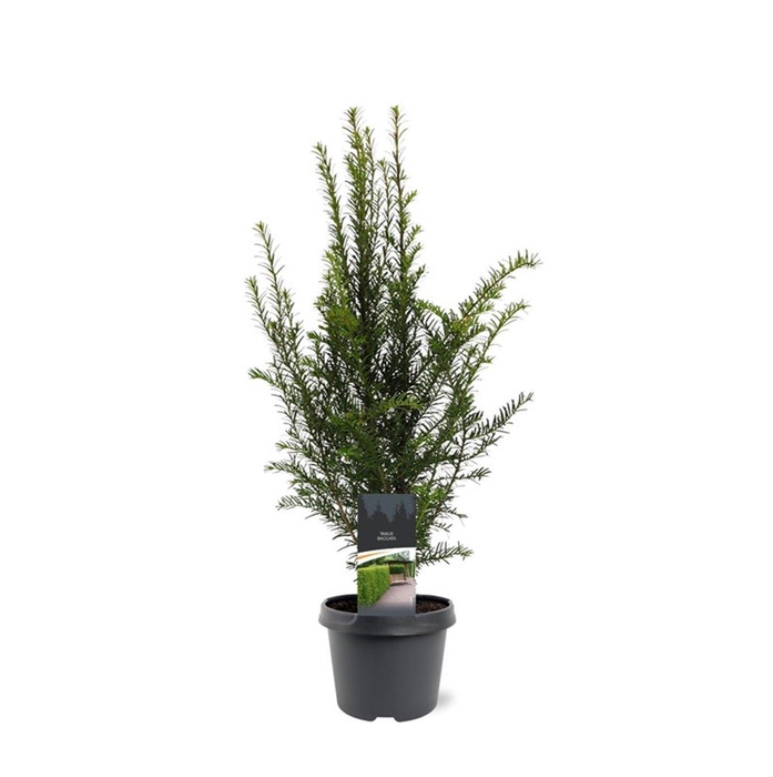 <h4>Taxus baccata</h4>