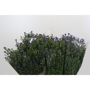 Aster Casamare