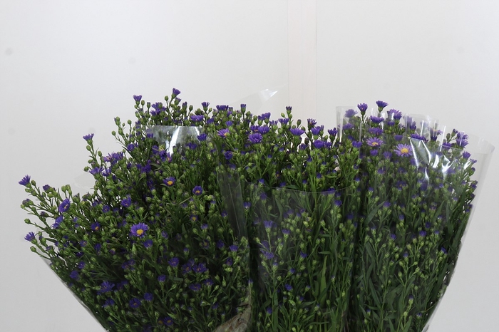 <h4>Aster Casamare</h4>