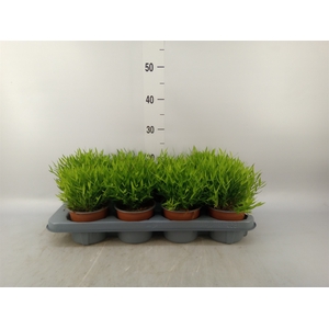 Pogonatherum  'Monica'