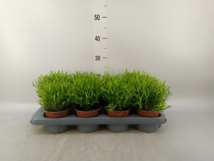 <h4>Pogonatherum  'Monica'</h4>