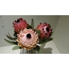 Protea Barbigera