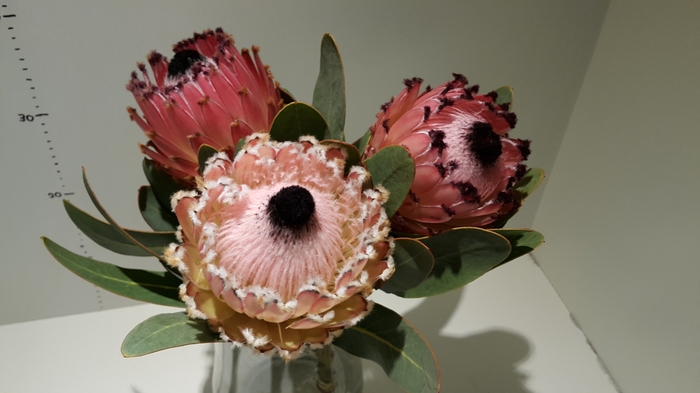 Protea Barbigera