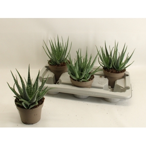 ALOE HUMILIS