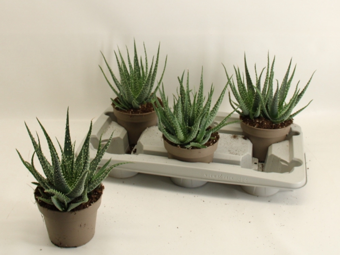 <h4>ALOE HUMILIS</h4>
