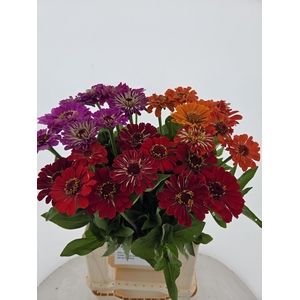 ZINNIA ELEGANS