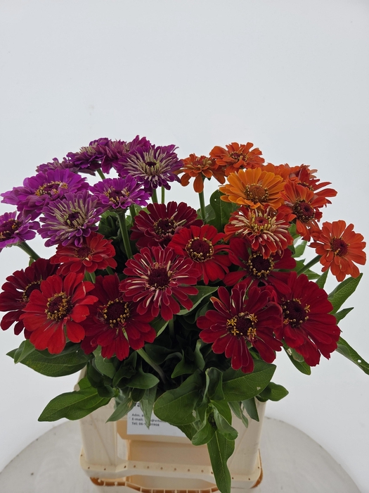 <h4>ZINNIA ELEGANS</h4>