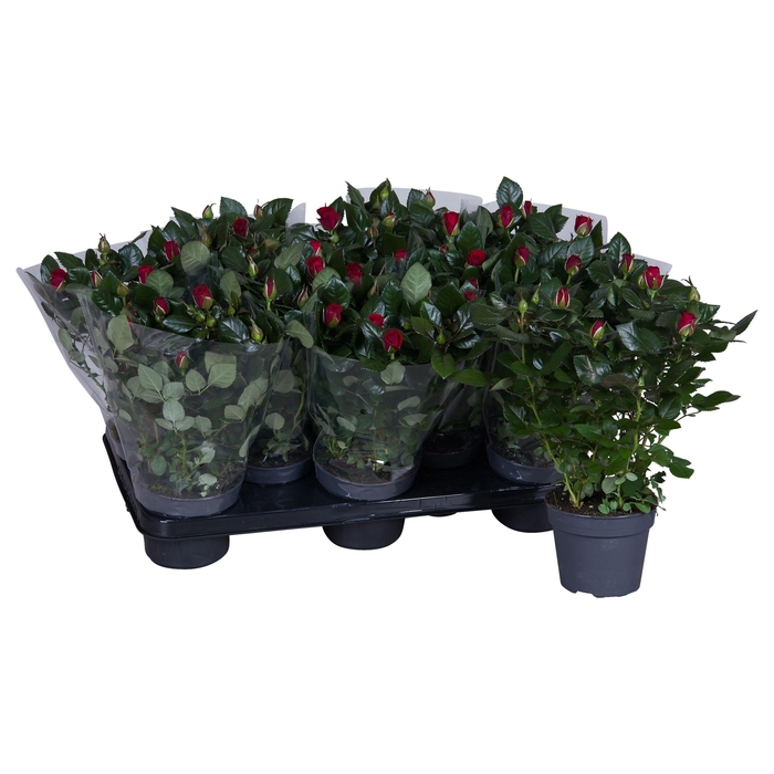 <h4>Nolina Roses Ø 13 cm Red Blanco sleeve</h4>