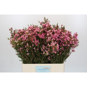 Chamelaucium Sarah's Delight