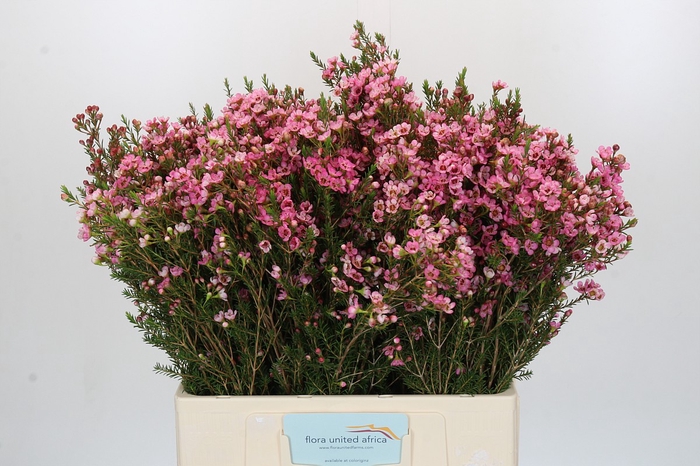 <h4>Chamelaucium Sarah's Delight</h4>