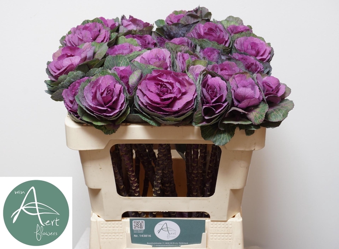 <h4>BRASS RED CRANE</h4>