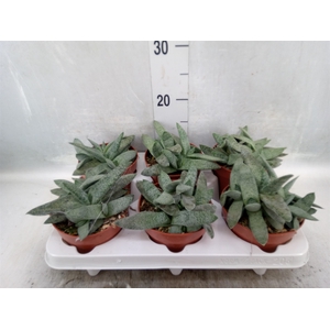 Gasteria