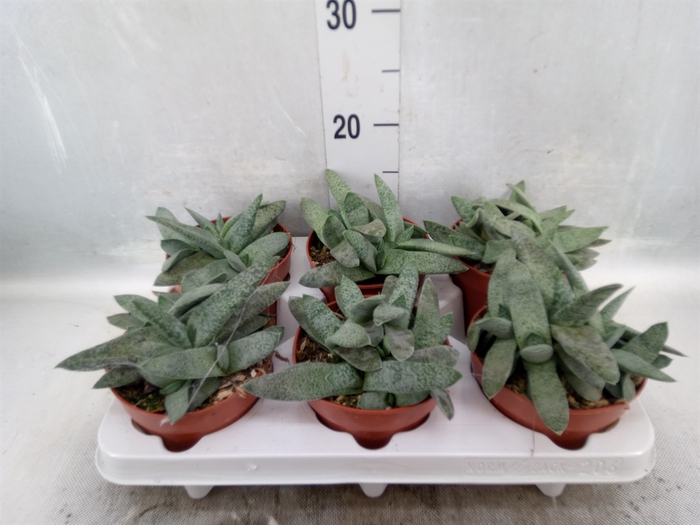 <h4>Gasteria</h4>