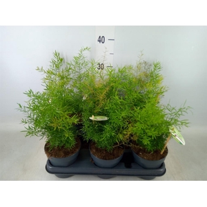 Asparagus dens. 'Cwebe'