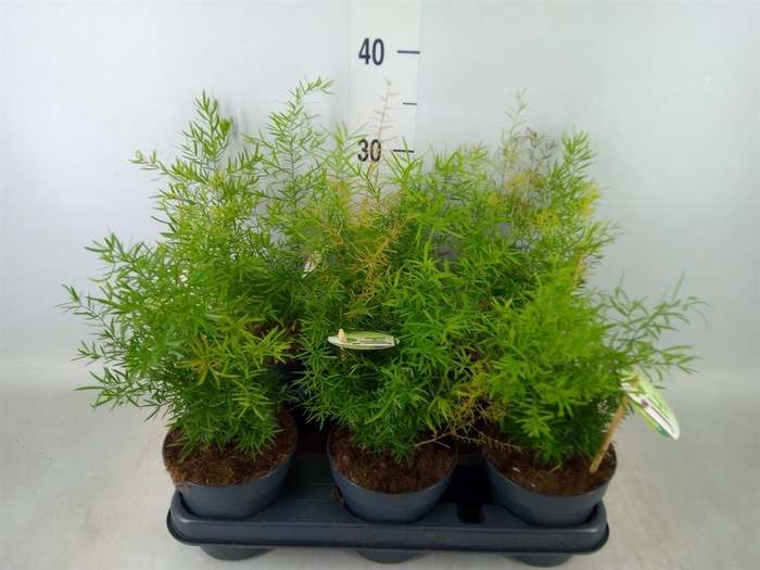 <h4>Asparagus dens. 'Cwebe'</h4>