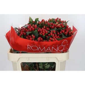 Hypericum True Romance Spray