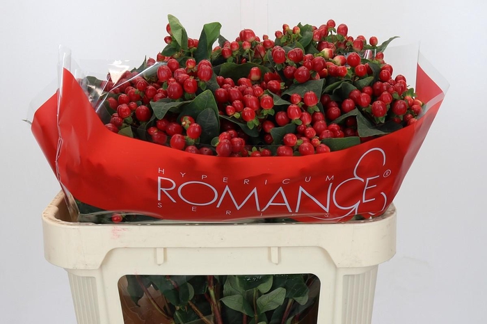 <h4>Hypericum True Romance Spray</h4>