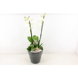 arr2 PL - Ker. bloempot luxe phal.