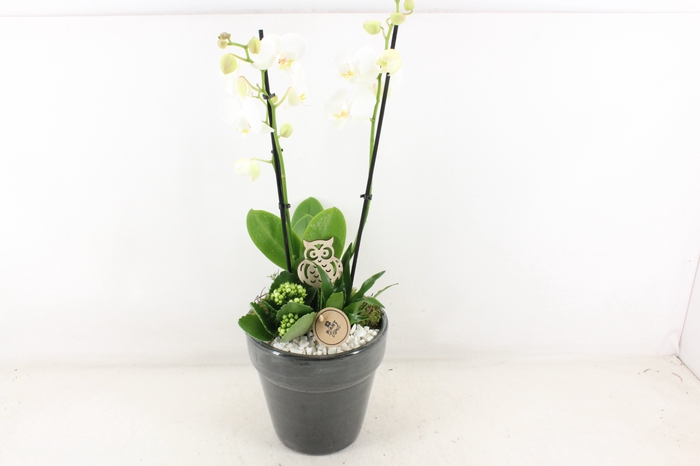 <h4>arr2 PL - Ker. bloempot luxe phal.</h4>