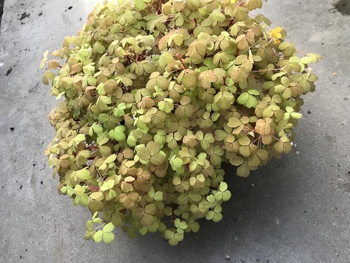 <h4>OXALIS VULCANICOLA</h4>