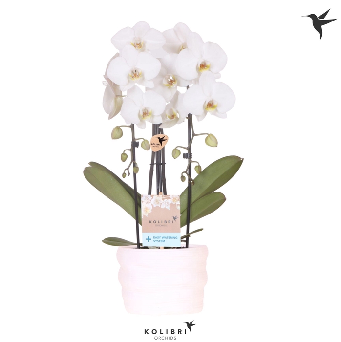 <h4>Kolibri Orchids Cascade Niagara Fall white 2 spike in pot white with easy watering system</h4>