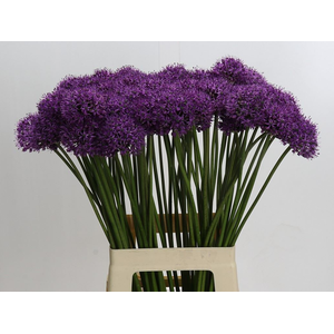 Allium ...GR 'Large-flowered'